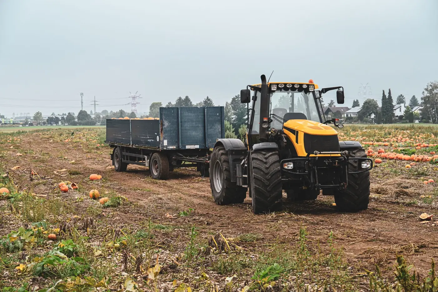 Tractor met aanhanger op een pompoenveld tijdens de herfstoogst