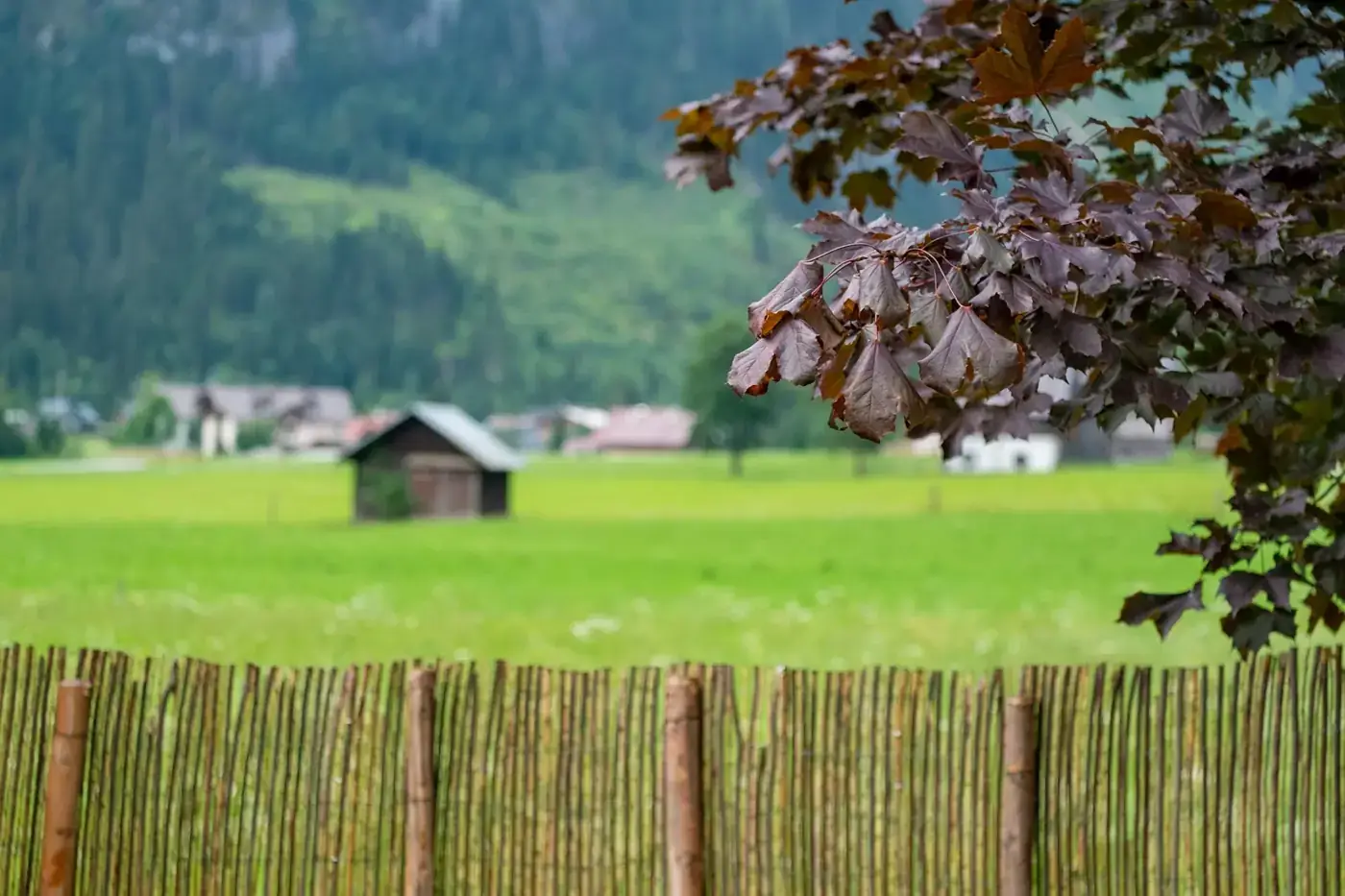 Gosau