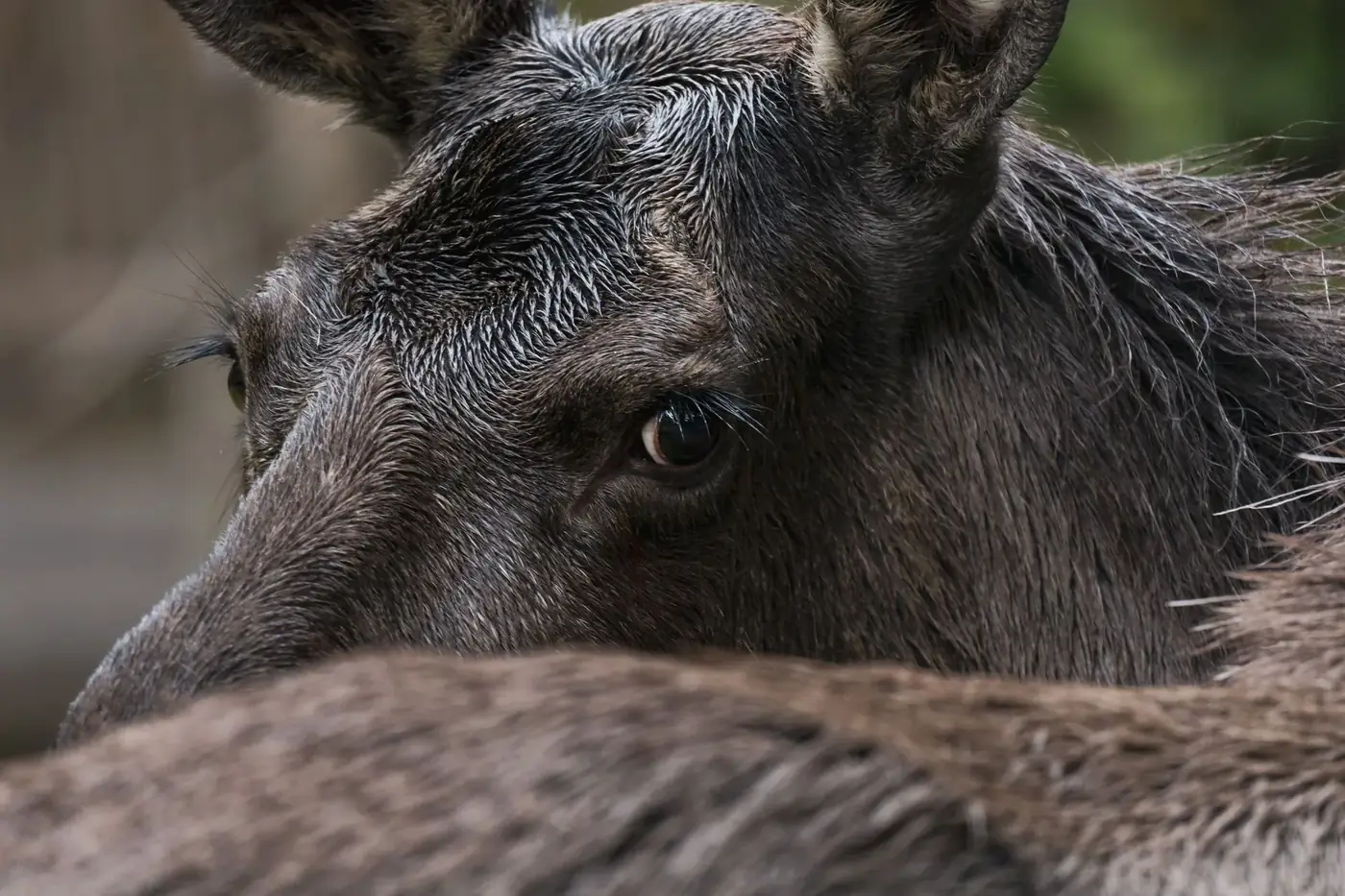 A detailed close-up of a moose, showcasing its fur and eye in Grünau im Almtal, Austria.