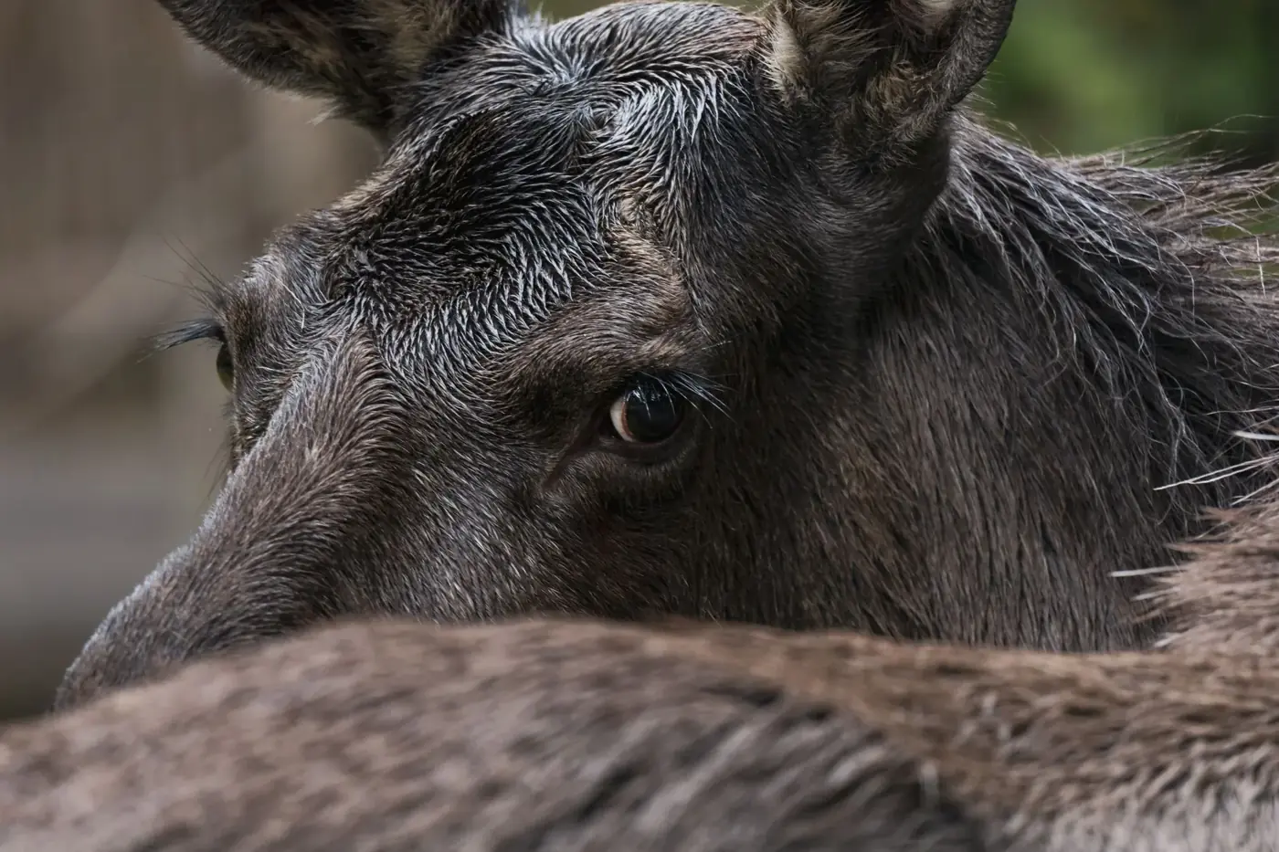 A detailed close-up of a moose, showcasing its fur and eye in Grünau im Almtal, Austria.