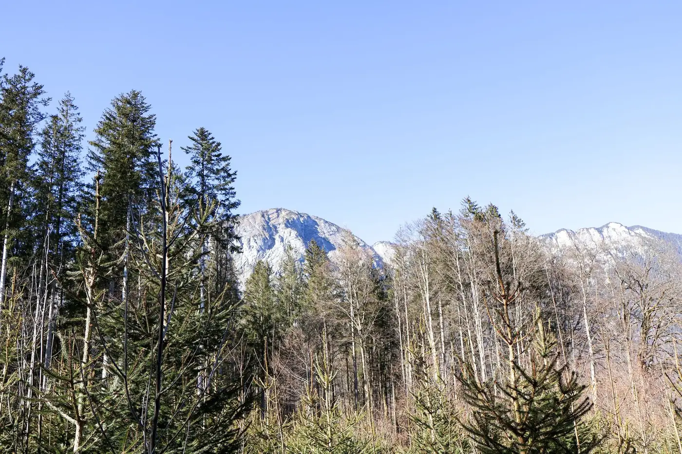 Beautiful view of mountain landscape and forest in Angerberg, Tirol.