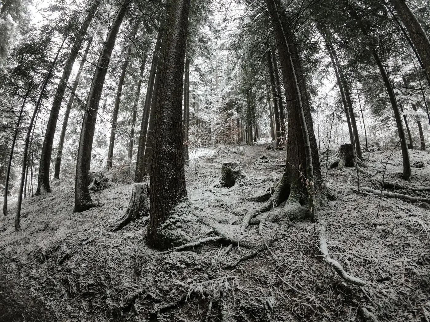 Snow-covered forest in Abtenau, Salzburg, Austria, showcasing towering coniferous trees in winter.