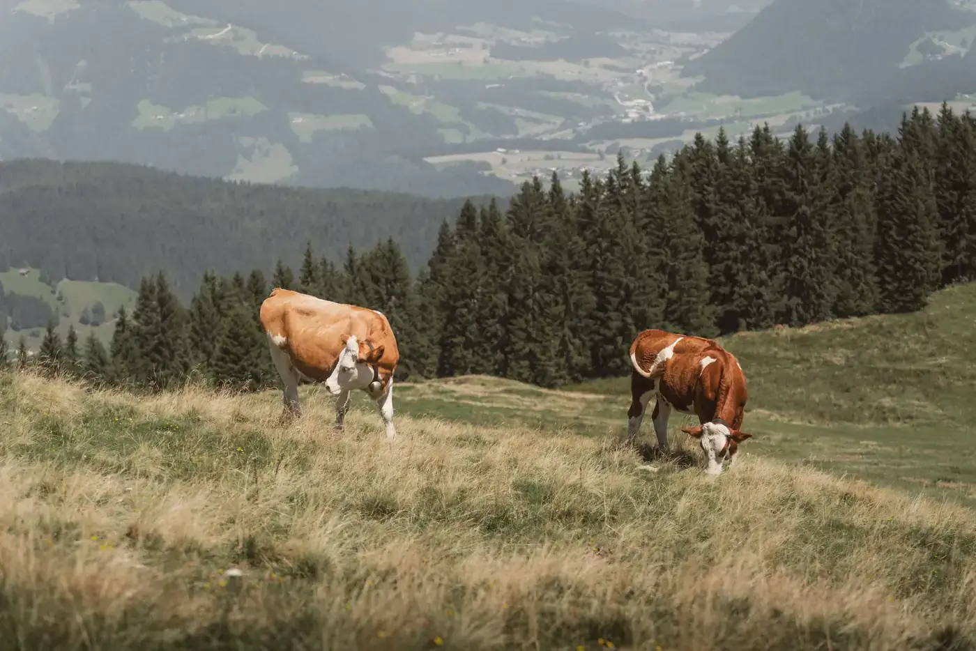 Wildschönau