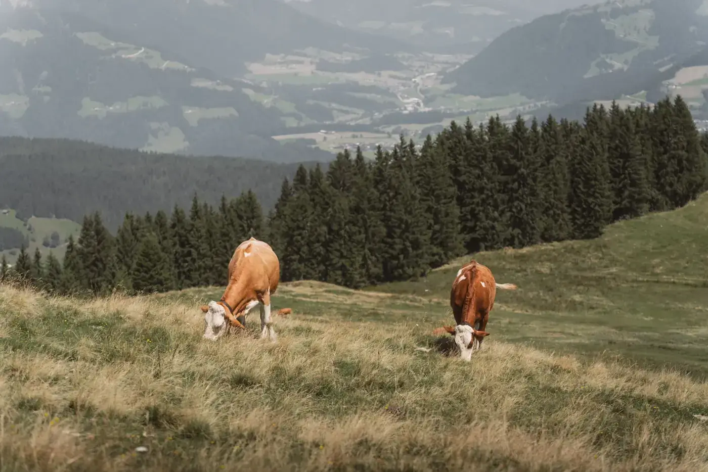 Wildschönau